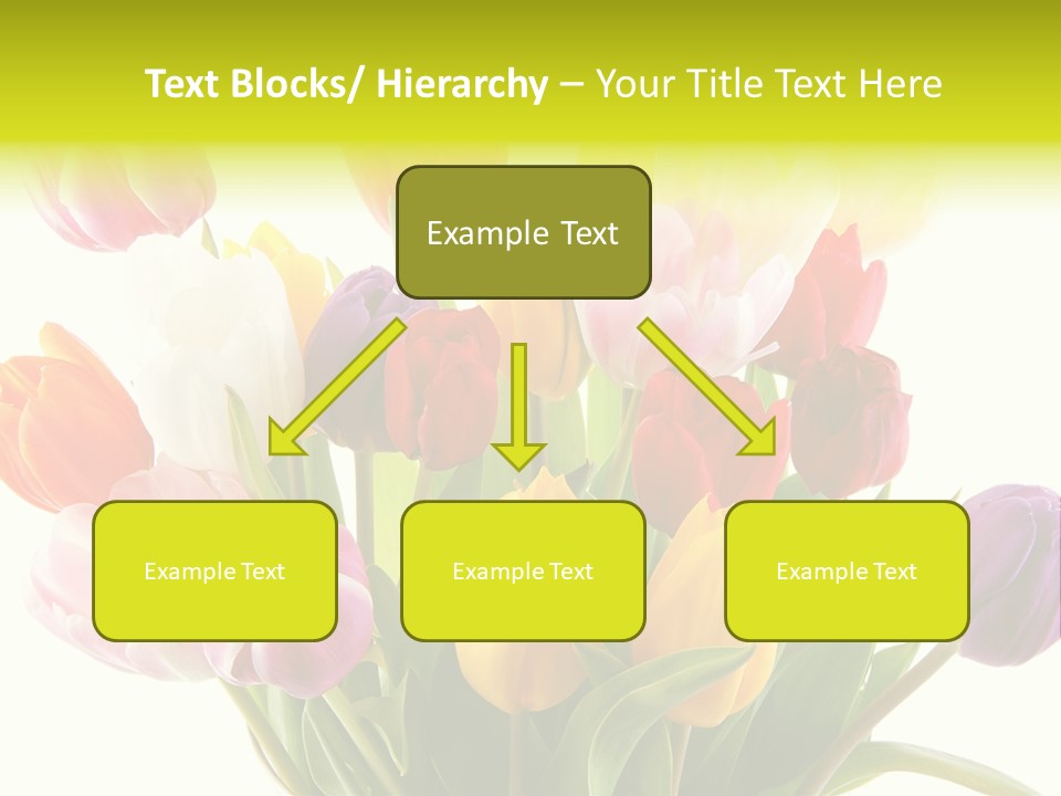 Tulip Typical Tulips PowerPoint Template