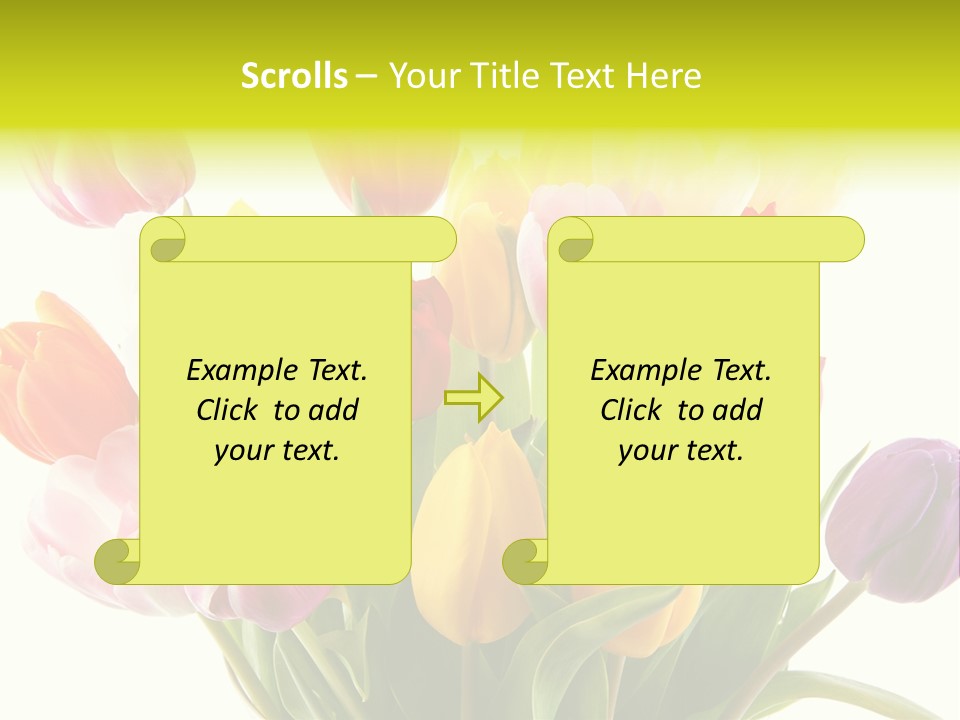 Tulip Typical Tulips PowerPoint Template