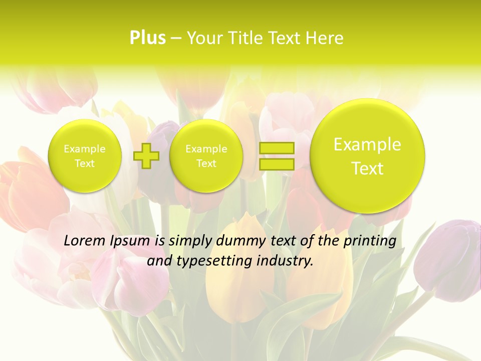 Tulip Typical Tulips PowerPoint Template