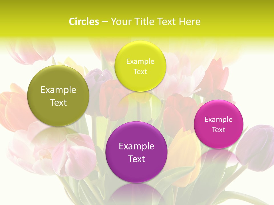 Tulip Typical Tulips PowerPoint Template
