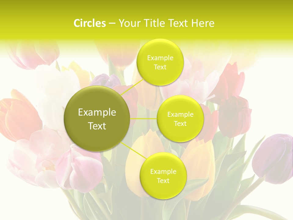 Tulip Typical Tulips PowerPoint Template