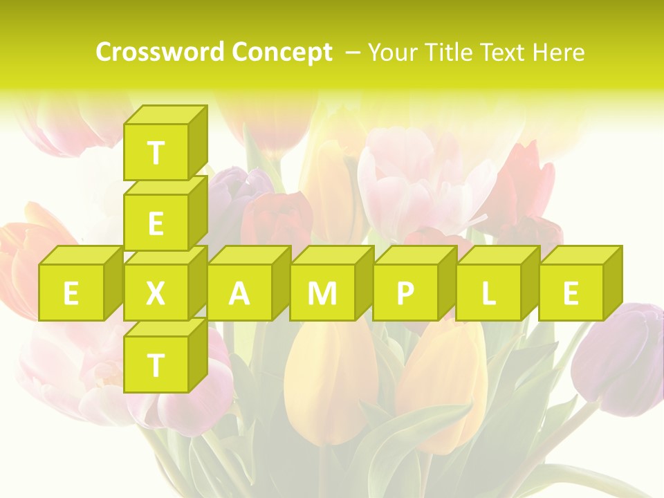 Tulip Typical Tulips PowerPoint Template