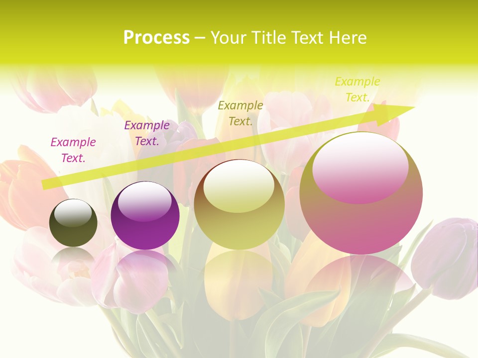 Tulip Typical Tulips PowerPoint Template