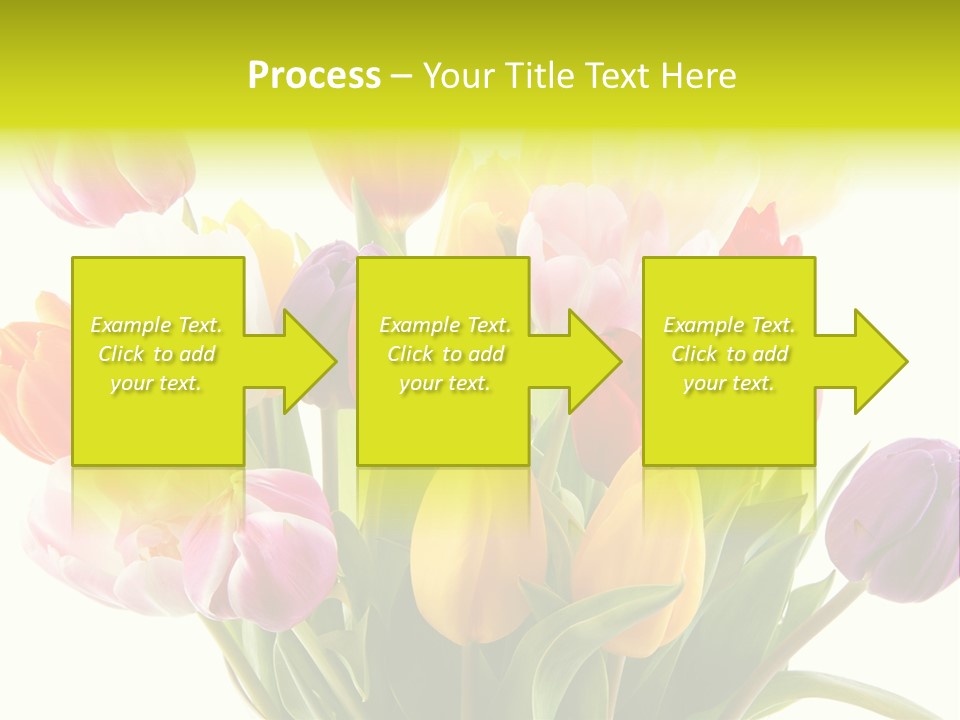 Tulip Typical Tulips PowerPoint Template