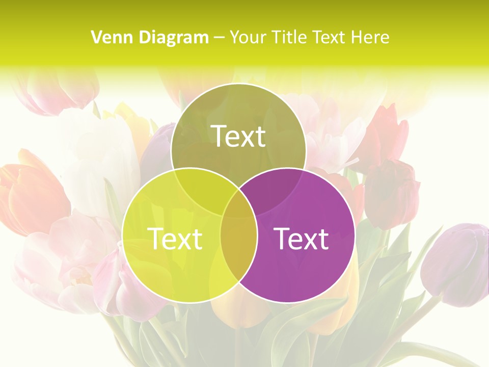 Tulip Typical Tulips PowerPoint Template