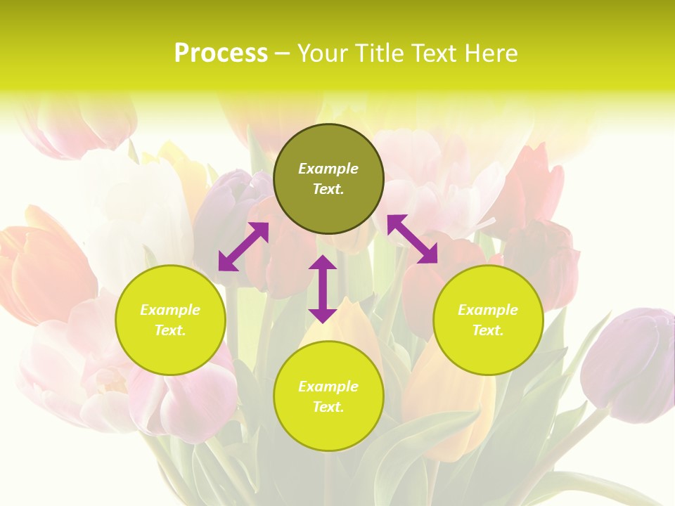 Tulip Typical Tulips PowerPoint Template