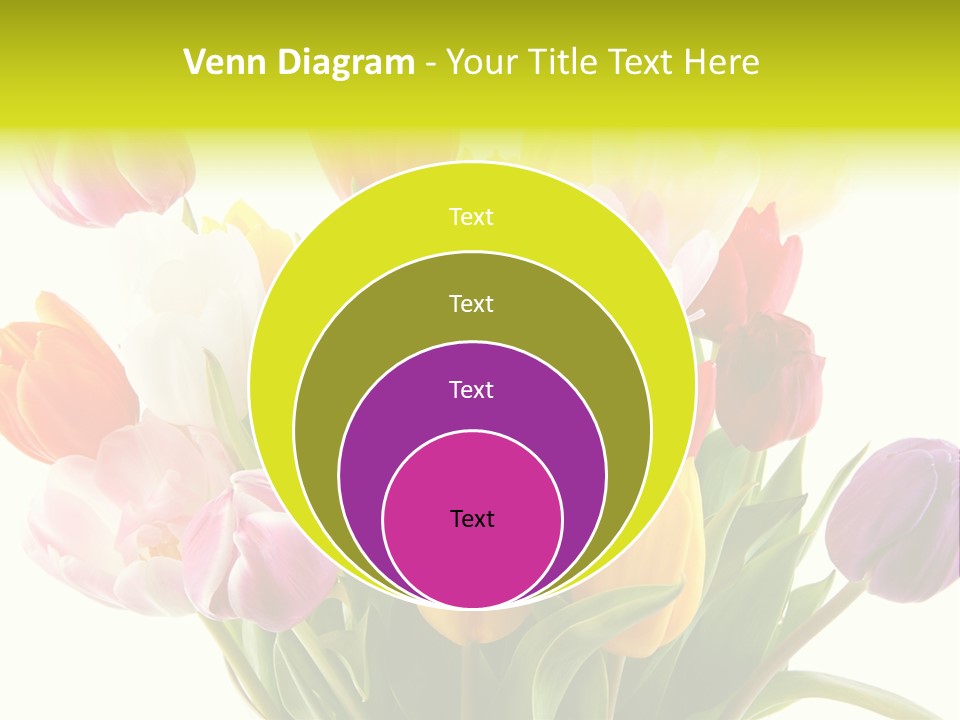 Tulip Typical Tulips PowerPoint Template