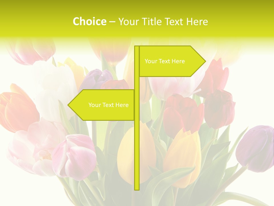 Tulip Typical Tulips PowerPoint Template