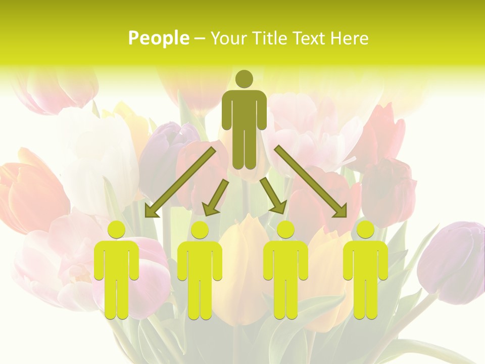 Tulip Typical Tulips PowerPoint Template