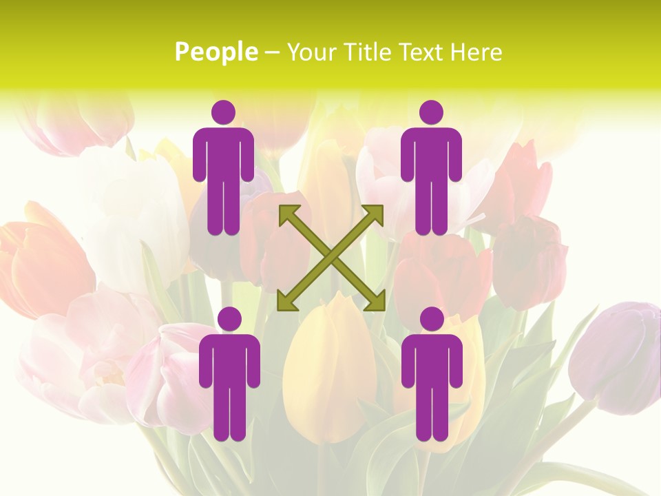 Tulip Typical Tulips PowerPoint Template