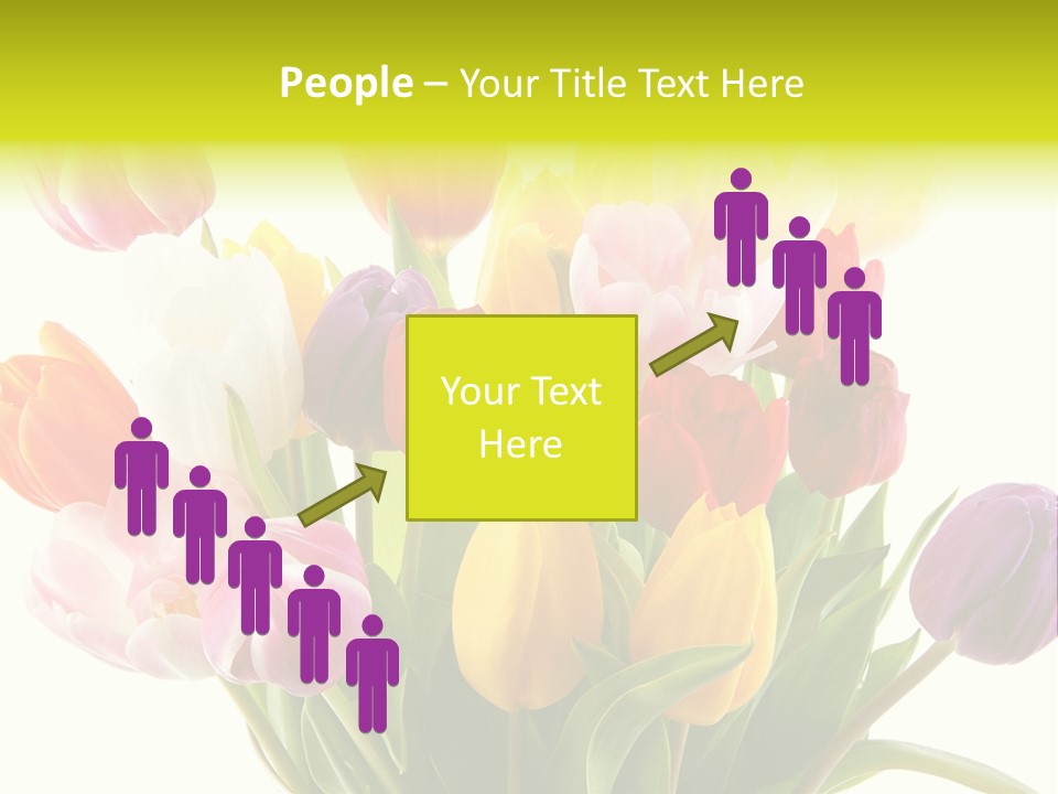 Tulip Typical Tulips PowerPoint Template