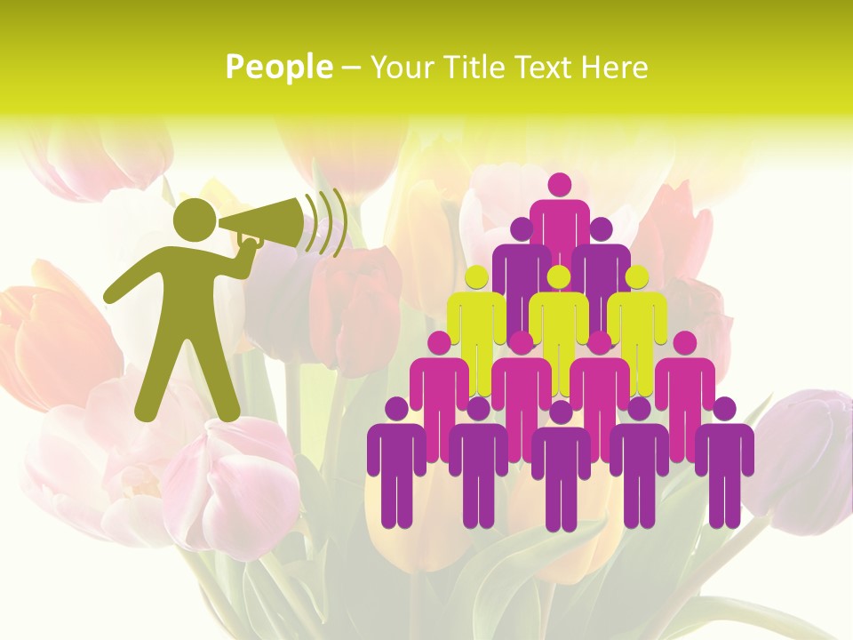 Tulip Typical Tulips PowerPoint Template