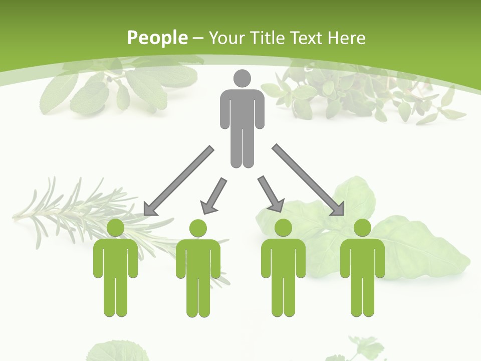 Herb Basil Cook PowerPoint Template