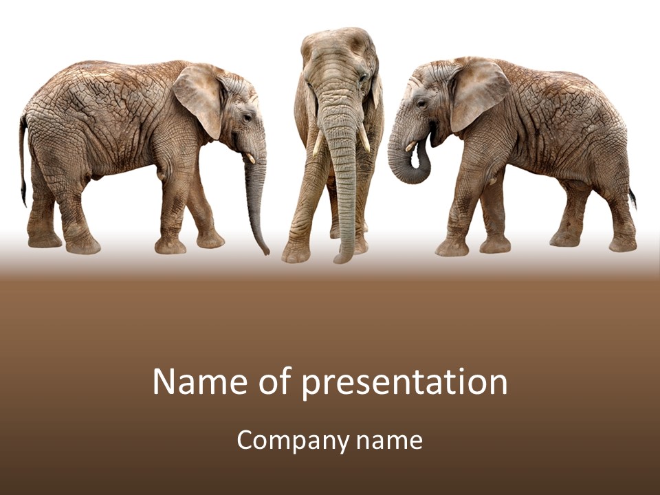 A Group Of Elephants Standing Next To Each Other PowerPoint Template