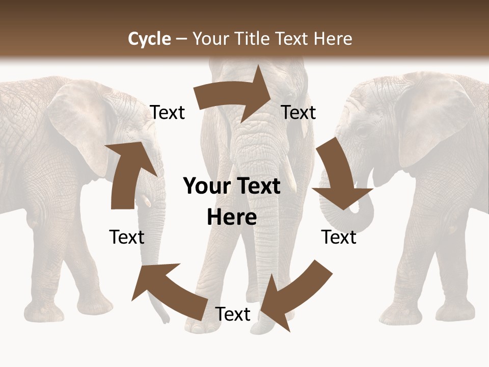 A Group Of Elephants Standing Next To Each Other PowerPoint Template