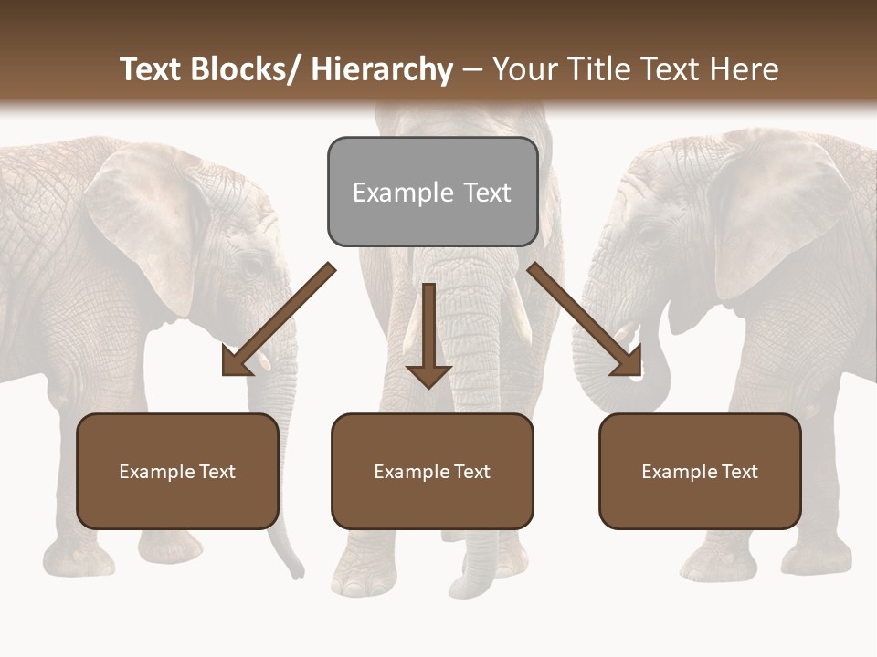 A Group Of Elephants Standing Next To Each Other PowerPoint Template