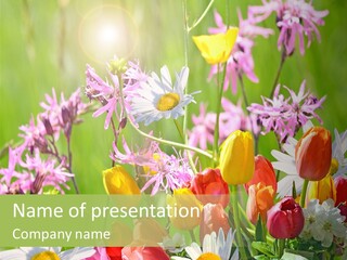 Wiese Blumen Vogelnest PowerPoint Template