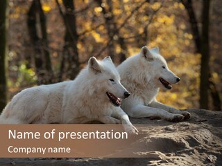 Animal Wild Wolves PowerPoint Template