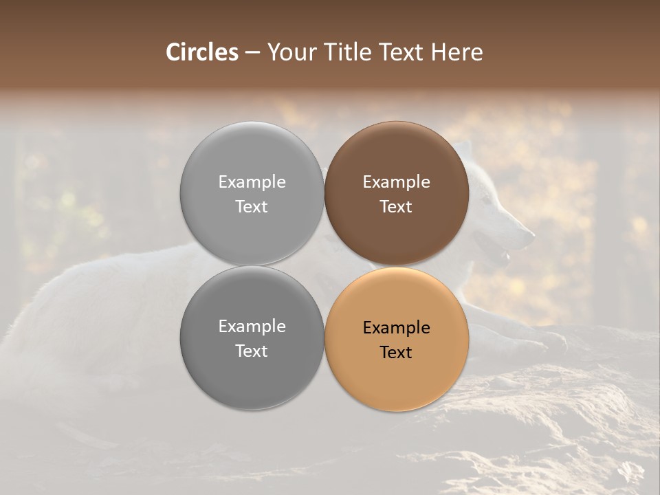 Animal Wild Wolves PowerPoint Template