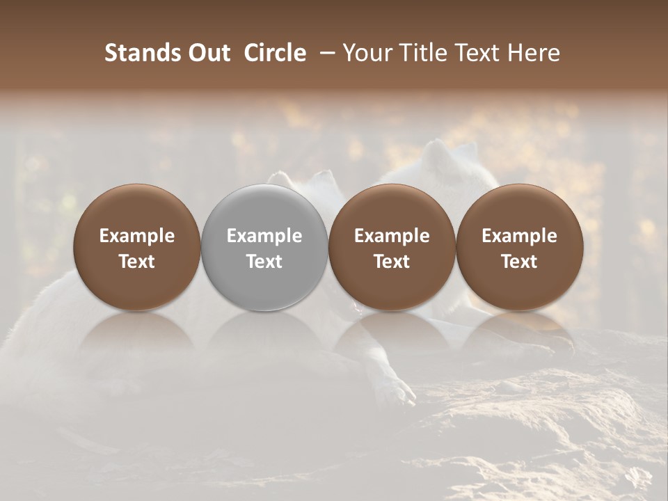 Animal Wild Wolves PowerPoint Template