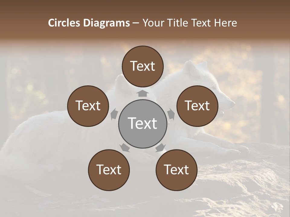 Animal Wild Wolves PowerPoint Template