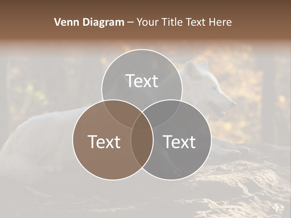 Animal Wild Wolves PowerPoint Template