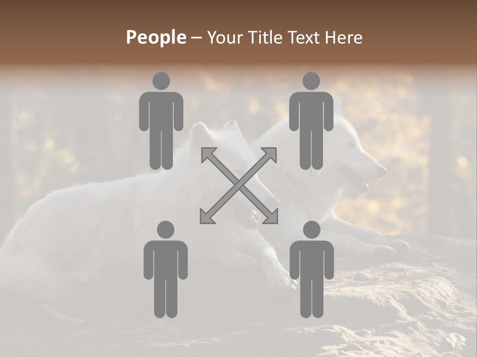 Animal Wild Wolves PowerPoint Template