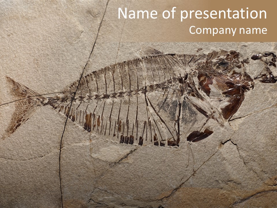 Deposit Fossil Paleontology PowerPoint Template