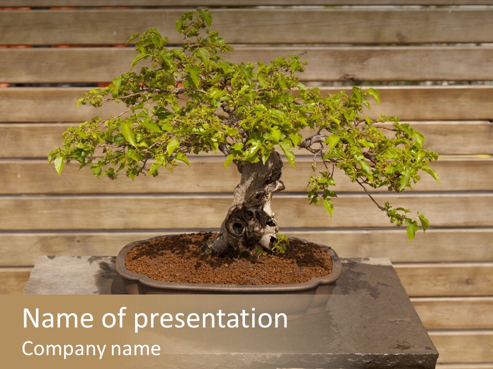 Mulberry Tree Branch PowerPoint Template