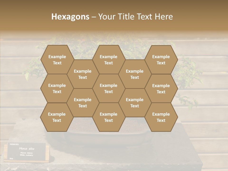 Mulberry Tree Branch PowerPoint Template