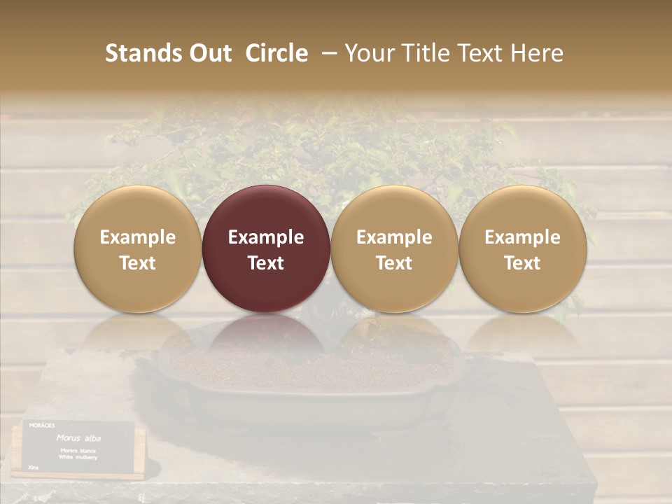 Mulberry Tree Branch PowerPoint Template