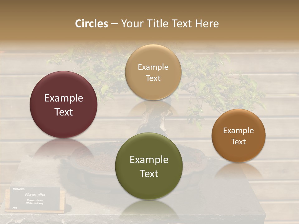 Mulberry Tree Branch PowerPoint Template