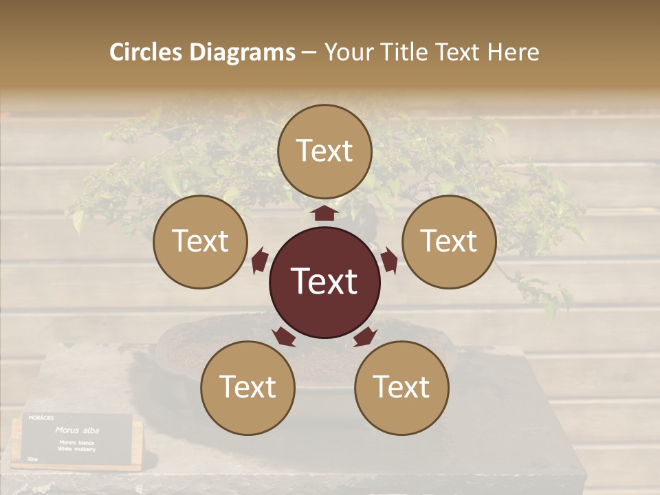 Mulberry Tree Branch PowerPoint Template