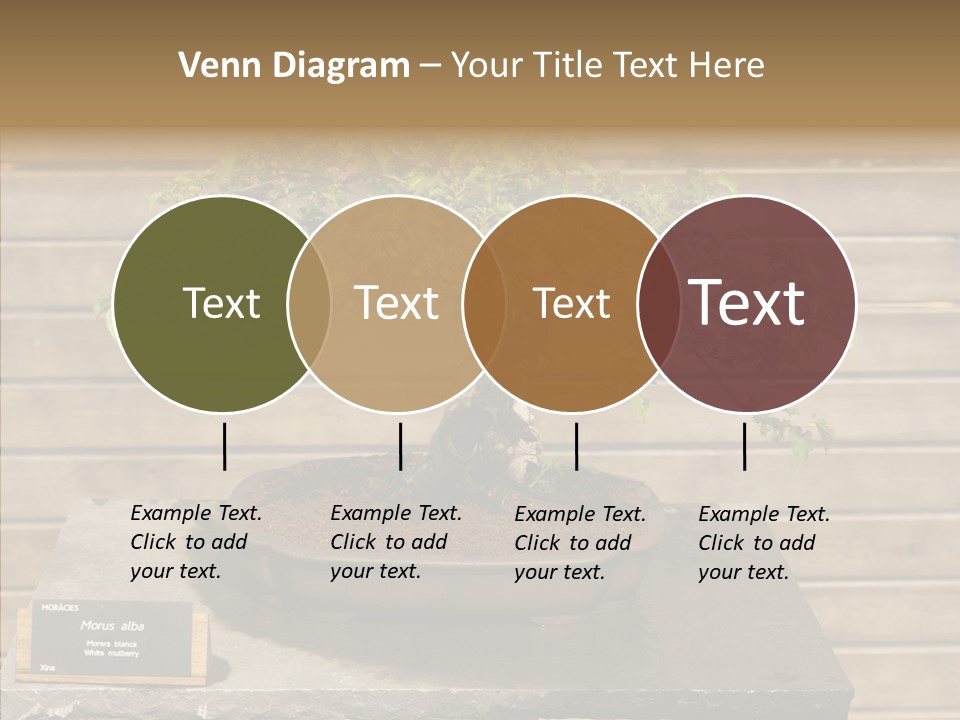Mulberry Tree Branch PowerPoint Template