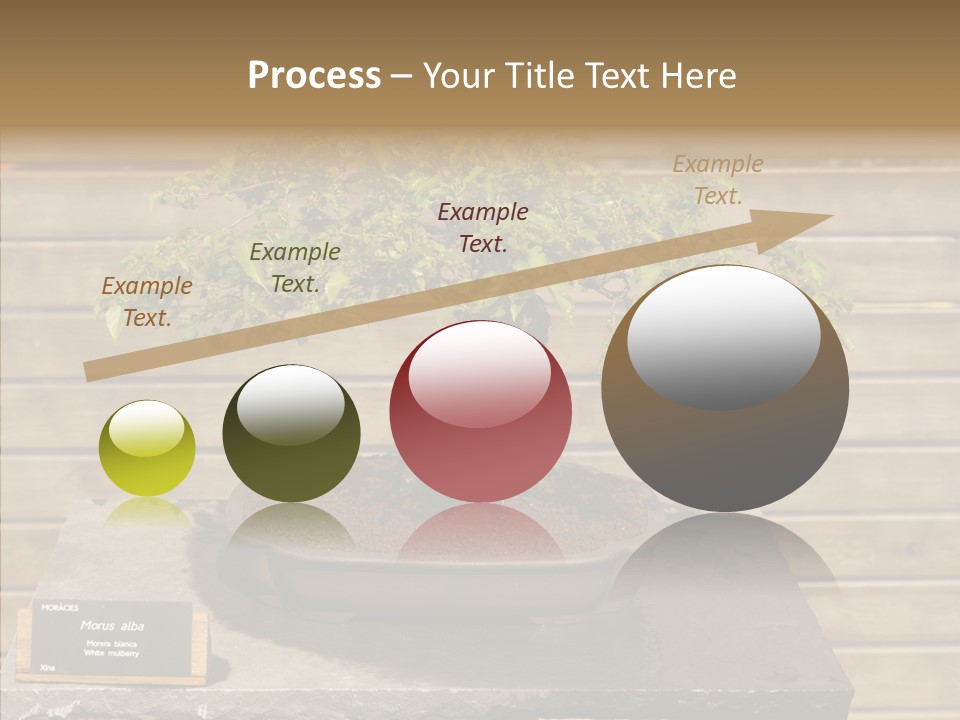 Mulberry Tree Branch PowerPoint Template