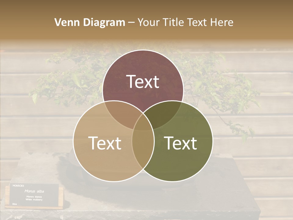Mulberry Tree Branch PowerPoint Template
