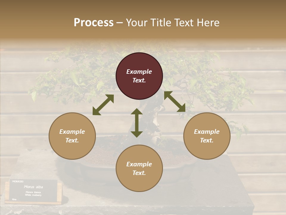 Mulberry Tree Branch PowerPoint Template