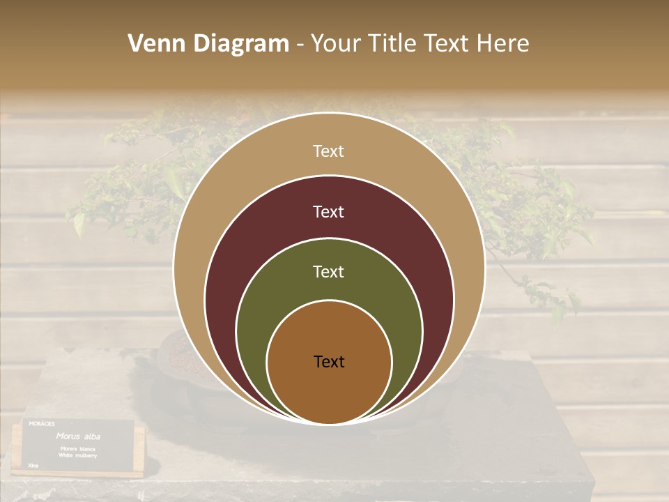 Mulberry Tree Branch PowerPoint Template