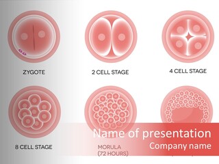 Embryo Health Embryology PowerPoint Template