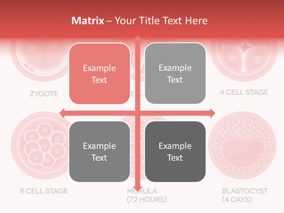 Embryo Health Embryology PowerPoint Template