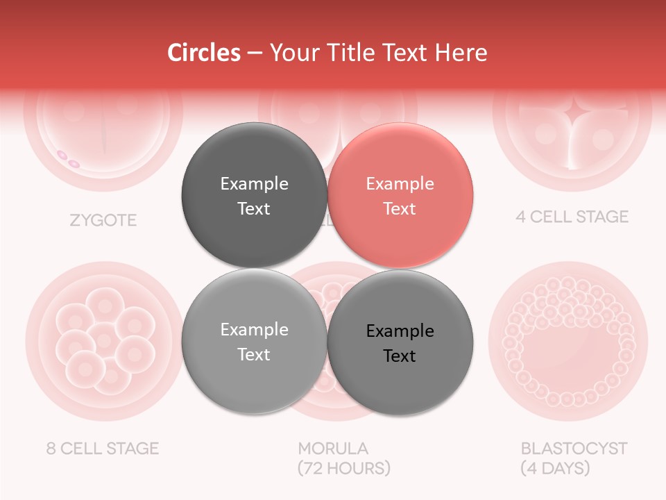 Embryo Health Embryology PowerPoint Template
