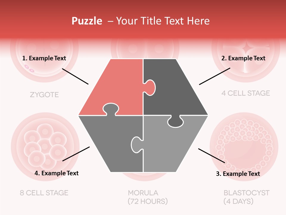 Embryo Health Embryology PowerPoint Template