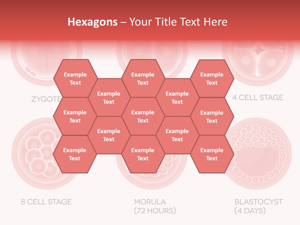 Embryo Health Embryology PowerPoint Template