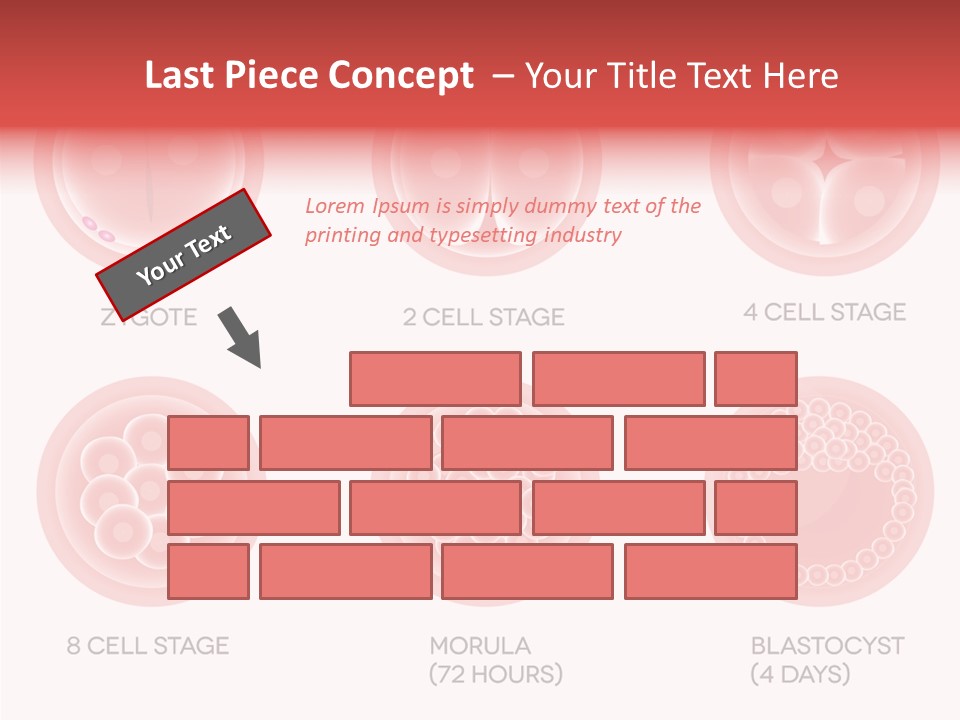 Embryo Health Embryology PowerPoint Template
