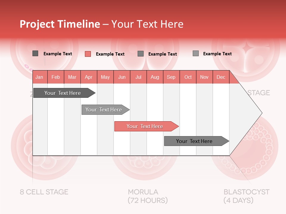 Embryo Health Embryology PowerPoint Template