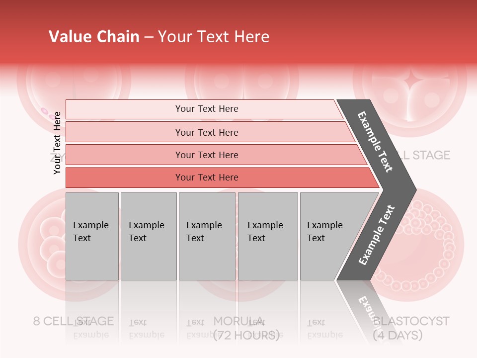 Embryo Health Embryology PowerPoint Template