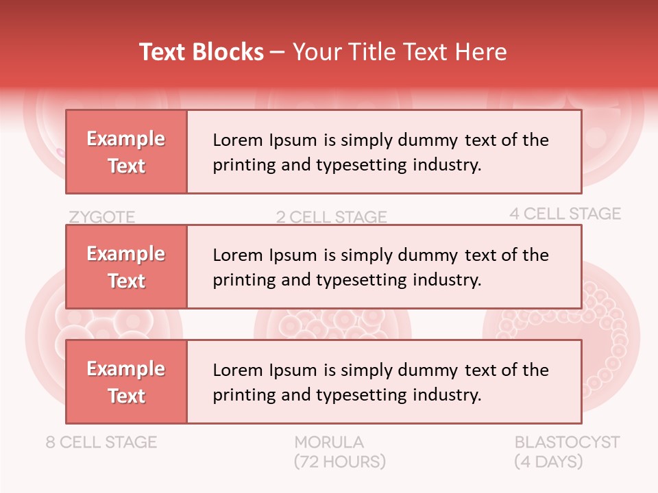 Embryo Health Embryology PowerPoint Template