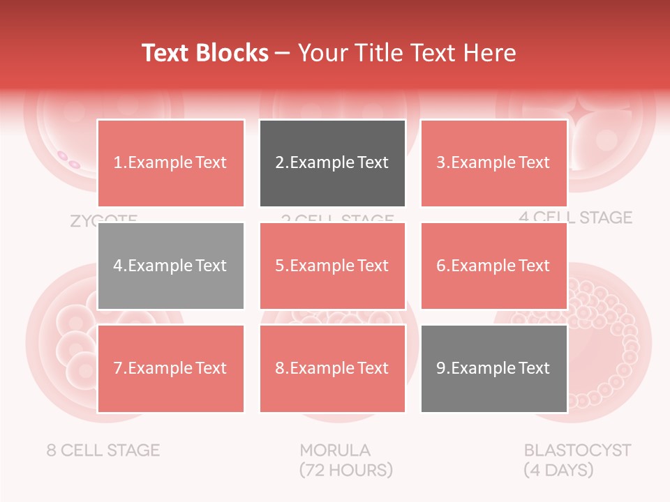 Embryo Health Embryology PowerPoint Template