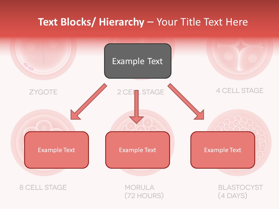 Embryo Health Embryology PowerPoint Template