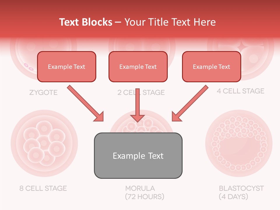 Embryo Health Embryology PowerPoint Template